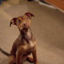 A Dog's Way Home film maatschappelijke komedie VTM3