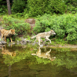 Le loup et le lion film aventure RTL tvi