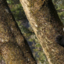 4 saisons au royaume du panda série documentaire nature USHUAIA TV