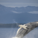 Océan Odyssée documentaire nature ANIMAUX