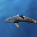 Blue Planet Revisited documentaire nature BBC2