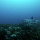Sur la piste des requins : une exploration océanique série documentaire aventure ANIMAUX