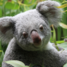 Bear : chien sauveteur de koalas documentaire historique ANIMAUX