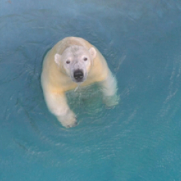 Une saison au zoo série documentaire animalier 6TER