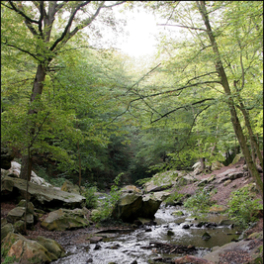 Sauvons nos forêts magazine nature FRANCE 2