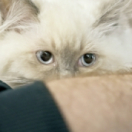 Nos très chers animaux documentaire animalier FRANCE 5