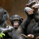 Animaux & Cie : une seconde chance série documentaire animalier ANIMAUX