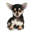 La Dog Académie téléréalité ANIMAUX