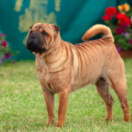 Pete Wicks : chiens sauvés, vies changées série documentaire animalier ANIMAUX