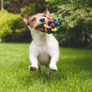 La Dog Académie téléréalité ANIMAUX