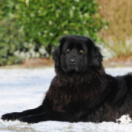 La Dog Académie téléréalité ANIMAUX