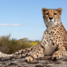 Caméra à la patte série documentaire animalier ANIMAUX