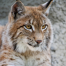 Le royaume sauvage d'Ibérie série documentaire animalier ANIMAUX