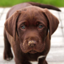La Dog Académie téléréalité ANIMAUX