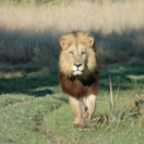 Un homme, des lions série documentaire animalier ANIMAUX