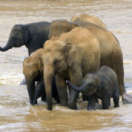 Au secours de la faune africaine | Saving the Wild