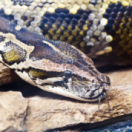La mort au bout des crocs | Giftig und gefährlich