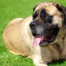 Angleterre, pays des grands chiens | Big Dog Britain